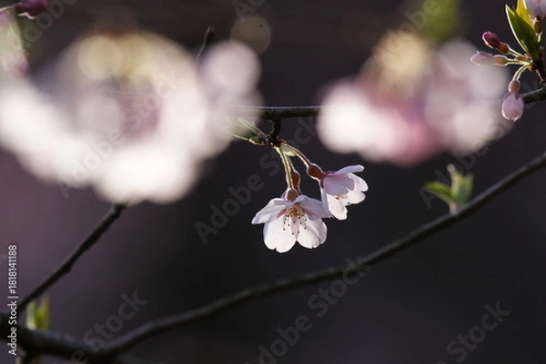 Obraz 木漏れ日に輝く桜の花