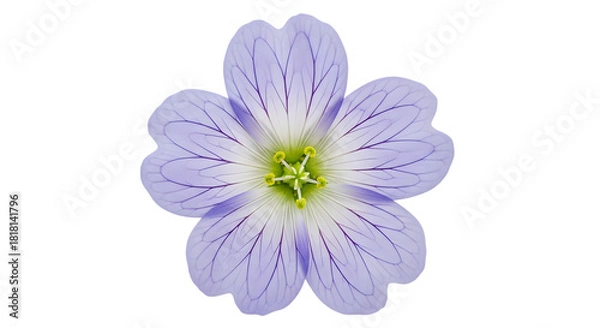 Fototapeta Single light purple flower blossom isolated on transparent background