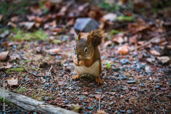 Obraz Squirrel