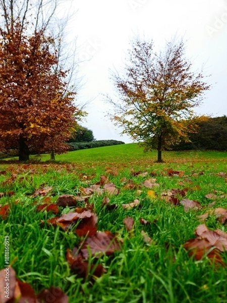 Obraz Autumn Landscape. Park in Autumn.  Colorful Fall Maple Leaves on the ground of garden path in Autumn. 
Misty autumn morning in the city park.