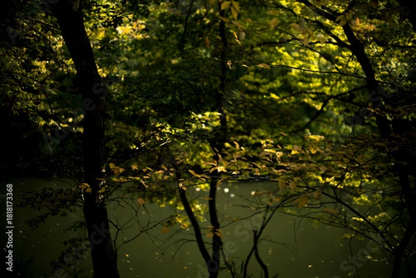Obraz 晩秋の雑木林の風景　国営武蔵丘陵森林公園　11月