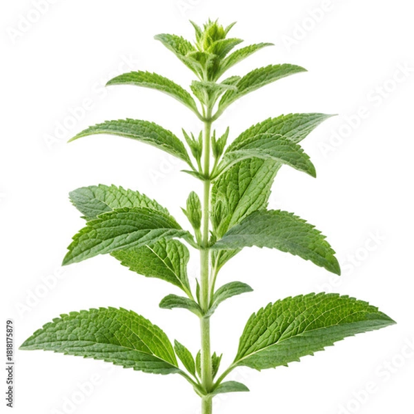 Obraz Fresh green mint herb sprig isolated on transparent background