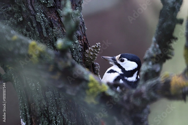 Obraz A woodpecker with a pine cone sits on the trunk of an old tree