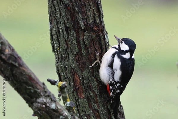Fototapeta A woodpecker sits on the trunk of an old tree