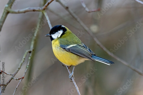 Fototapeta Great tit perched on a branch in winter