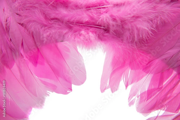 Fototapeta pink feathers isolated