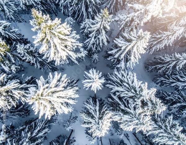 Fototapeta Aerial view of snow-covered evergreen trees. Sunlight filters through the top branches, creating a bright winter landscape
