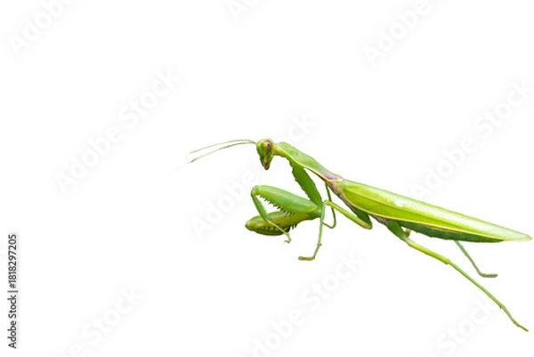 Obraz 緑色のカマキリ