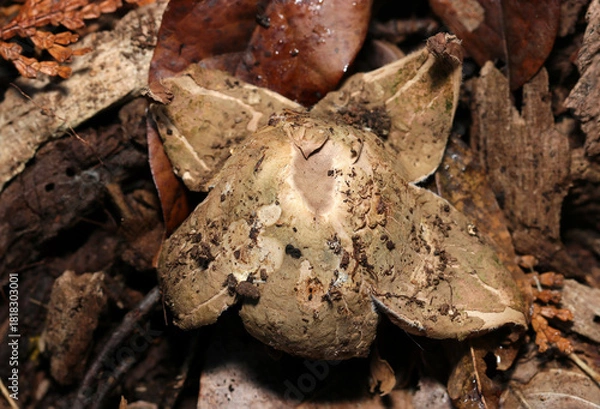 Fototapeta 林内腐葉土上、水滴に濡れた花のようなデザインのフクロツチガキキノコ根茎部（自然下マクロ撮影）