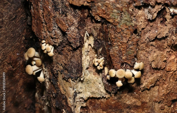 Fototapeta 秋、気温が下がるとともに朽木脇から発生するナラタケのふかふかしたキノコ幼菌群（自然環境下マクロ撮影）