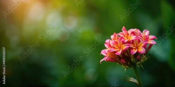 Fototapeta Flowers of Indonesia in full bloom, emphasizing natural seasonal growth for floral design backgrounds