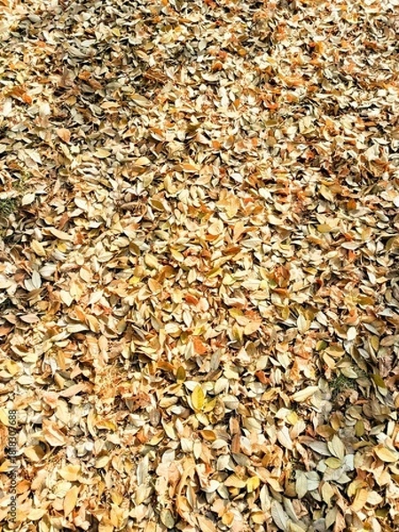 Obraz Autumn leaves background