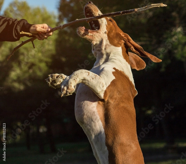 Fototapeta Dog playing jumping with its owner with a piece of wood or twig. Flying with the ears