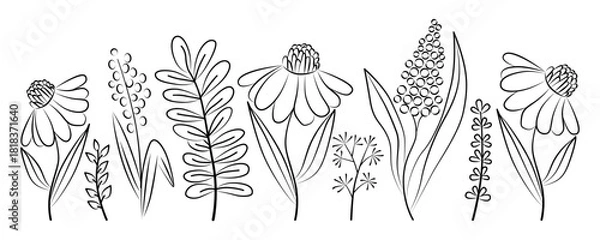 Fototapeta Hand-Drawn Wildflowers linear Vector Illustration