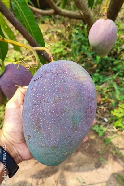 Obraz big mango red emperor Thai breed