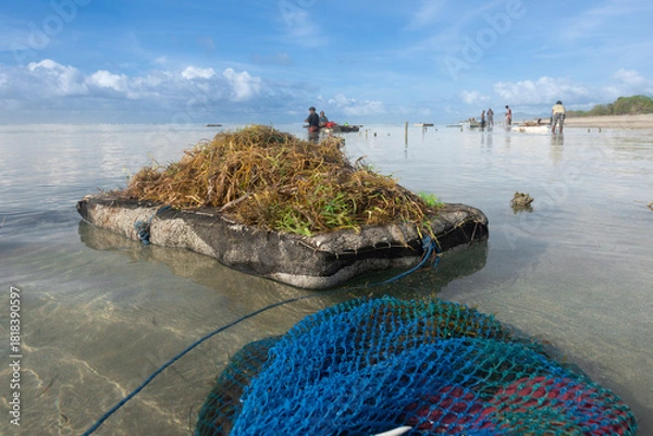 Obraz Sumba, Indonesia – 11. 23. 2025 – Seaweed farmers gather a dual harvest: their cultivated crop and wild seafood for home consumption and sale 