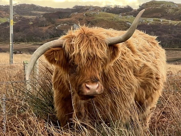 Fototapeta Close up of wild Highland cattle the beautiful  single cow with large twisted horns and chesnut ginger long haired coat on roadside grazing grass in stunning Isle of Mull mountain landscape
