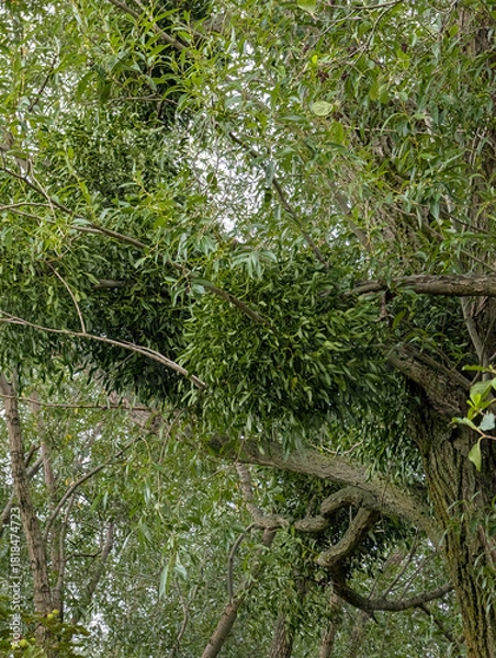 Obraz green mistletoe background