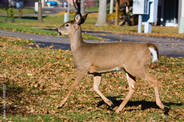 Obraz Young Deer running.