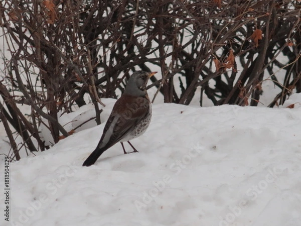 Fototapeta bird on the snow