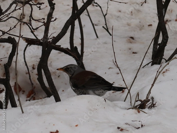 Fototapeta bird in the park