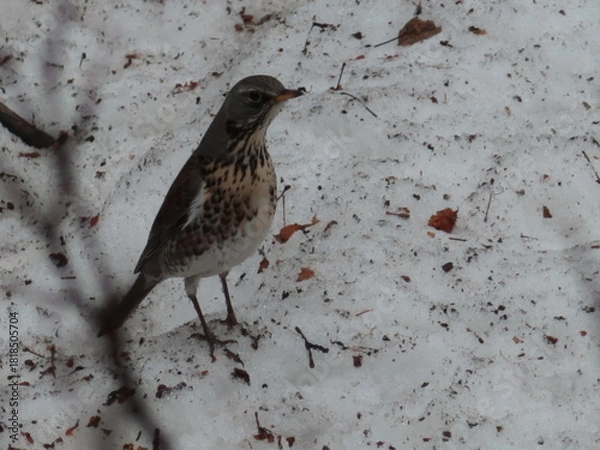 Fototapeta beautiful bird on the snow