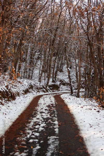 Obraz sentiero nel bosco
