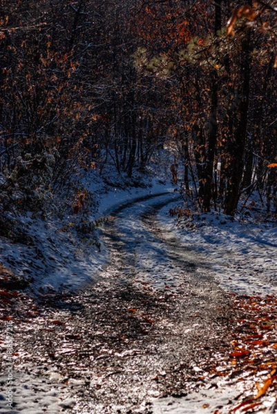 Obraz bosco in inverno