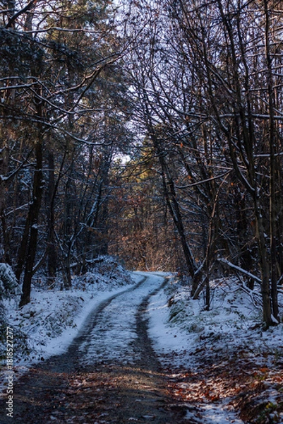 Obraz strada nel bosco