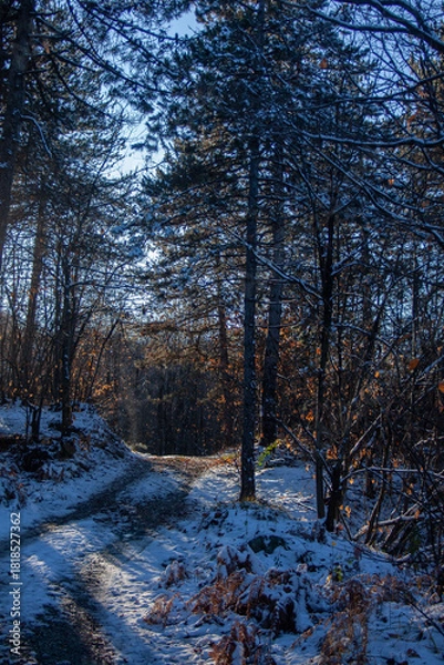 Obraz bosco innevato