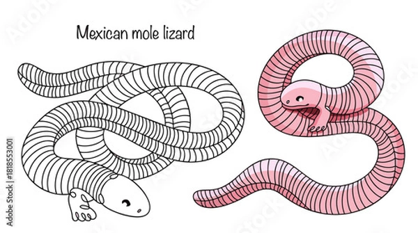 Obraz Mexican mole lizard