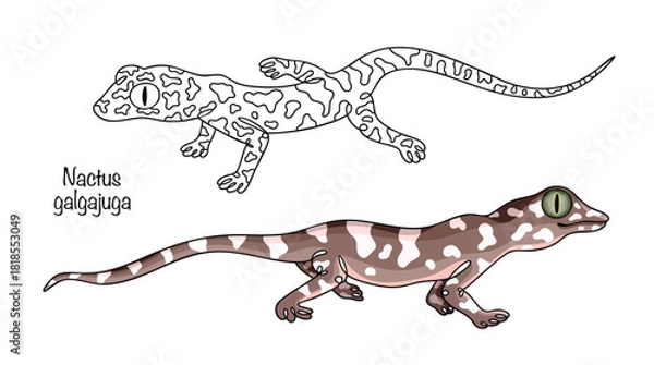 Obraz Nactus galgajuga