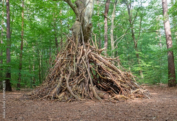 Fototapeta Tree with upright branches and limbs