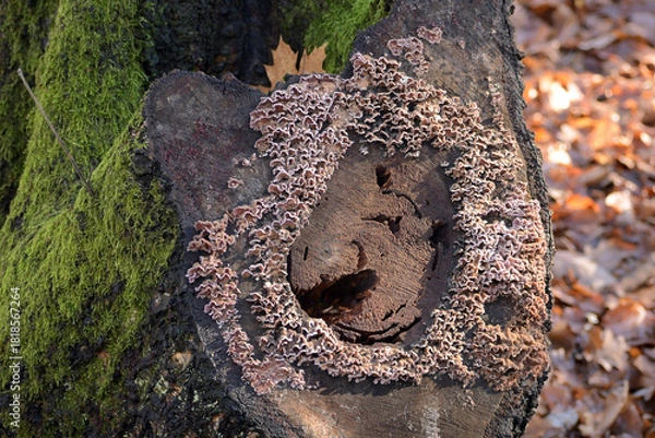 Fototapeta baumpilze