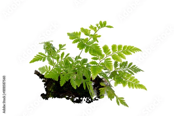 Fototapeta Isolated Fern Plant with Root. Transparent PNG for Botanical Design