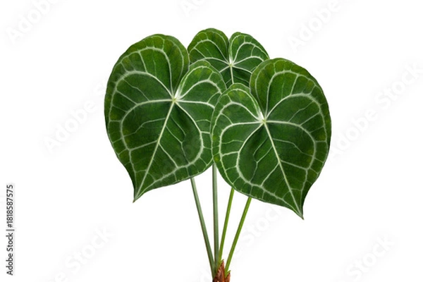 Fototapeta Heart anthurium Anthurium clarinervium Isolate on transparent background PNG file