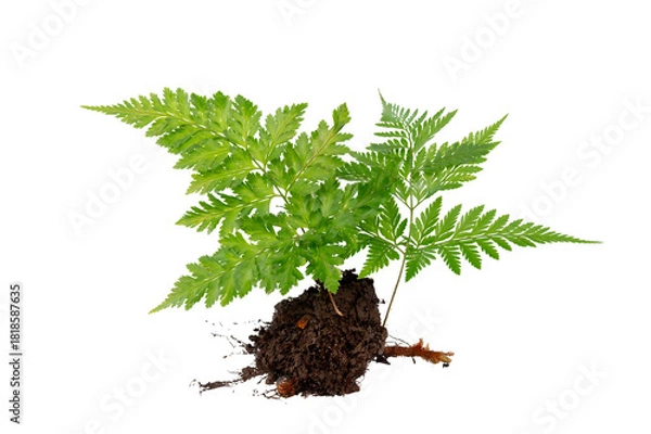 Fototapeta Isolated Fern Plant with Root. Transparent PNG for Botanical Design