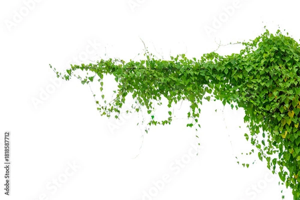 Obraz vine frame leaf vine circle Isolate on transparent background PNG file