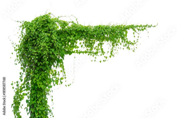 Fototapeta vine frame leaf vine circle Isolate on transparent background PNG file