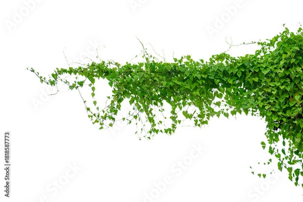 Fototapeta vine frame leaf vine circle Isolate on transparent background PNG file