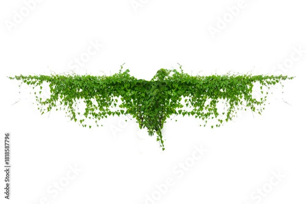 Fototapeta vine frame leaf vine circle Isolate on transparent background PNG file