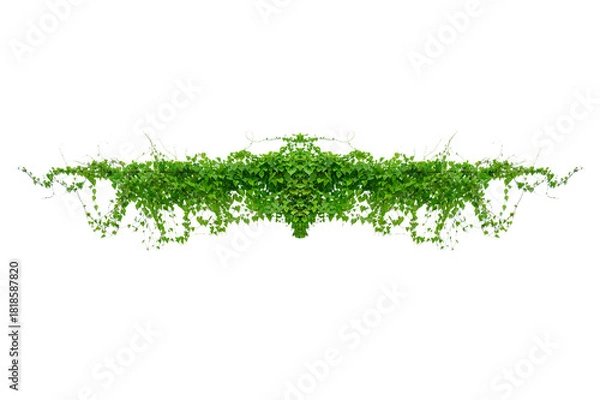 Fototapeta vine frame leaf vine circle Isolate on transparent background PNG file