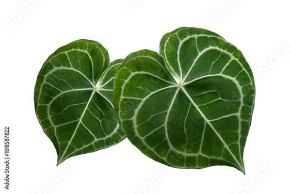 Fototapeta Heart anthurium Anthurium clarinervium Isolate on transparent background PNG file