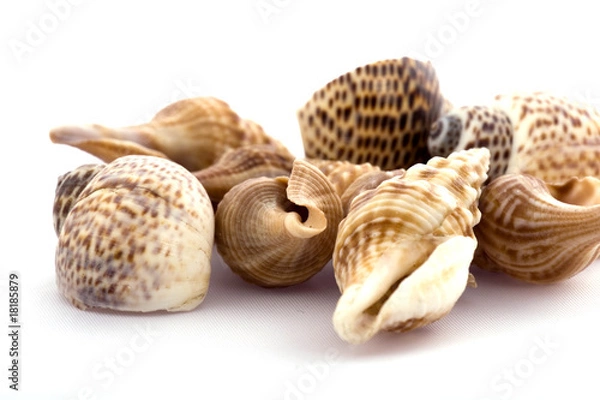 Obraz Sea shell isolated on white
