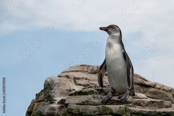 Fototapeta penguin standing on a rock with blue sky