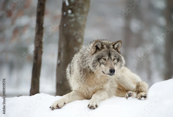 Obraz Timber Wolf Chillin'
