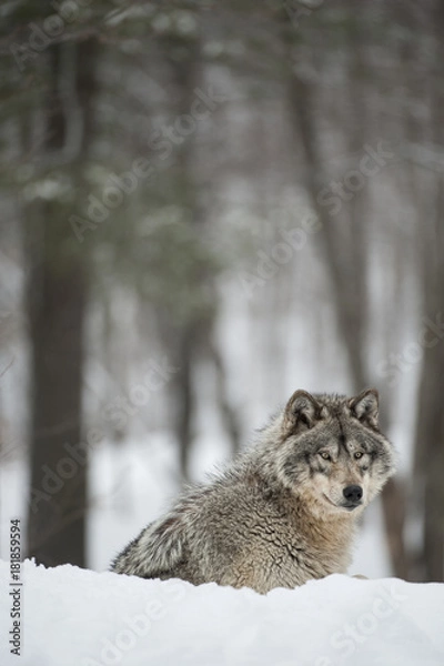 Obraz Timber Wolf in Forest