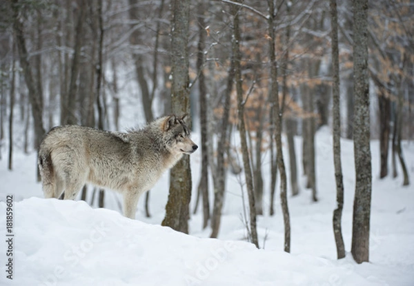 Obraz Timber Wolf w Treeline