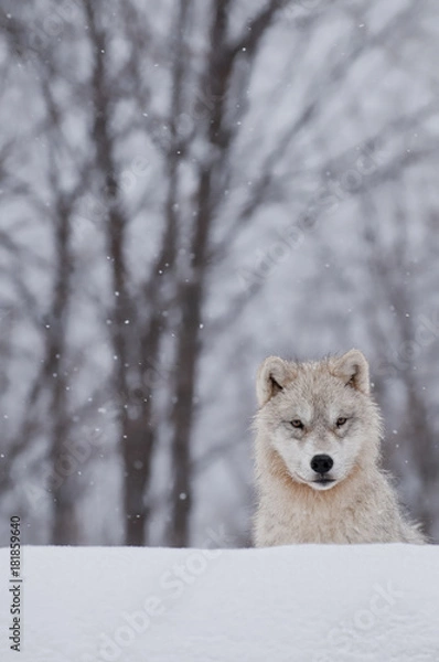 Obraz Inquisitive Arctic Wolf Pup 