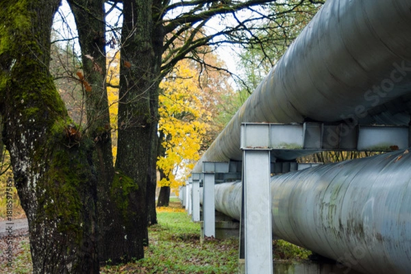 Fototapeta close-up of a pipeline against a background of trees in autumn